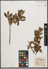 Foto von Salix waldsteiniana Willd.